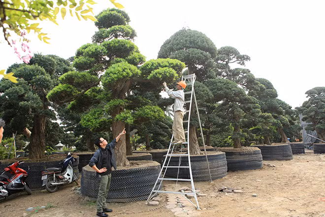 Cây quá cao lớn nên những nghệ nhân chăm sóc phải dùng thang để cắt tỉa lá cây