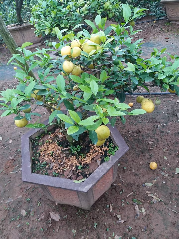 Một ưu điểm nữa khiến chanh vàng được ưa chuộng trong dịp Tết là quả lâu rụng, có thể chơi trong thời gian khá dài. Ảnh: Chanh vàng bonsai.