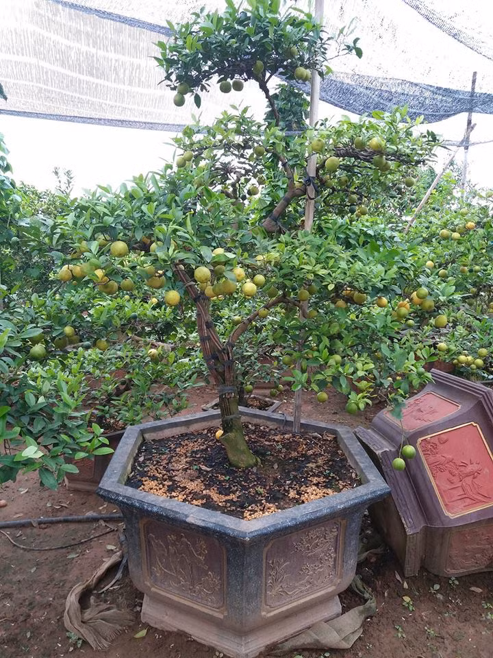 Cây chanh vàng bonsai thường cao từ 30 cm đến gần 2m. Ảnh: Chanh vàng bonsai.