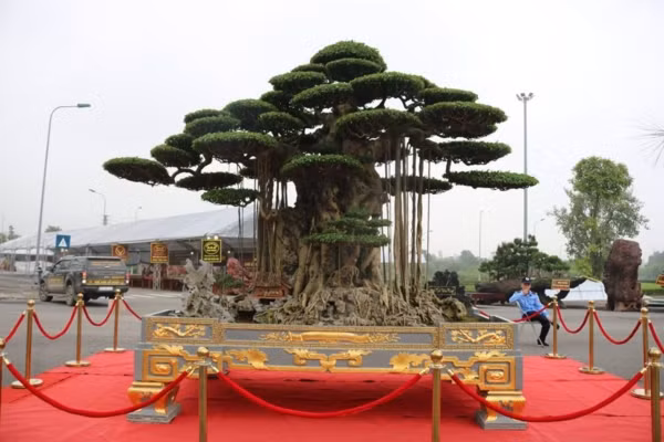 Nhiều đại gia đến tham quan và không ngại bày tỏ sẵn sàng chi triệu USD để sở hữu cây sanh cổ. Trước đó, hồi tháng 8/2018, một vị khách đã trả 15 tỷ nhưng chủ cây không bán. Ảnh: Dân Việt.