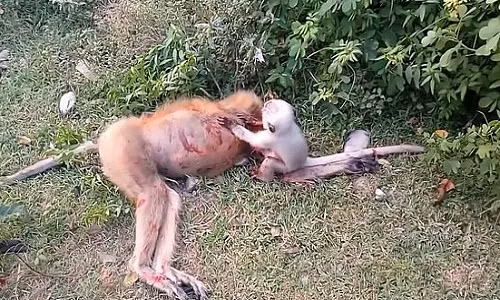 Khi con dau don khoc thanh tieng, lay mai xac me bi o to dam