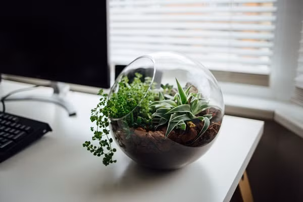 Bất kỳ loại cây trong nhà nào cũng có thể phù hợp để trồng vào bình thủy tinh. Ảnh: Ecoponics.