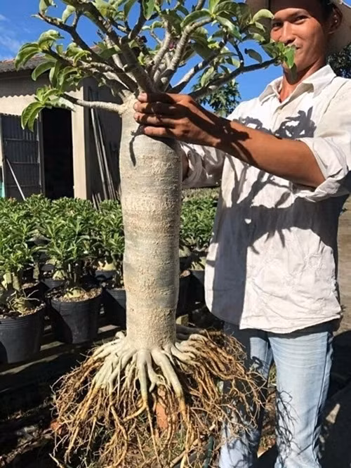 Độc dị sứ cảnh “chân dài” tiền triệu ở miền Tây Doc di su canh “chan dai” tien trieu o mien Tay