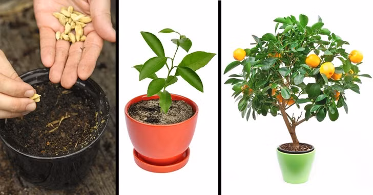 Quýt là cây ăn quả có độ cao khoảng 3-4m. Để trồng quýt, bạn cần chọn nơi ánh sáng tốt nhưng không phải ánh nắng trực tiếp.