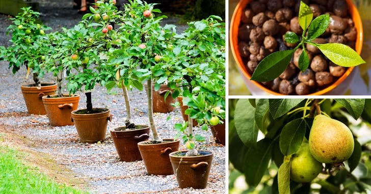 Muốn trồng cây lê từ hạt, hãy đặt hạt giống vào túi nhựa với rêu bùn ẩm ướt. Sau đó đặt túi trong tủ lạnh và bảo quản trong 60-90 ngày. Sau đó cho hạt vào một ly nước ấm trong 2 ngày. Từ đây, bạn có thể trồng lê trong đất dễ dàng.