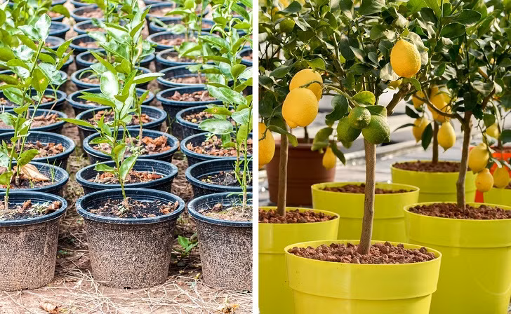 Bạn có thể dễ dàng trồng chanh từ hạt bằng cách chọn hạt giống to mẩy từ quả chanh tươi. Cây chanh có thể mất khoảng 5 năm để cây ra trái.