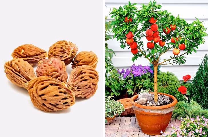Quấn hạt đào trong khăn giấy ẩm và đặt trong tủ lạnh 8 tuần, sau đó có thể trồng trong đất. Cây đào cho trái sau 3-5 năm. Nguồn ảnh: Brightside.