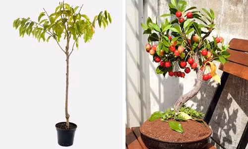 Đặt hạt cherry khô vào hộp nhựa kín và lưu trữ trong tủ lạnh 10 tuần. Khi nảy mầm, trồng chúng trong đất và đảm bảo yếu tố ánh sáng. Cherry có thể thu hoạch trái sau 7-10 năm.