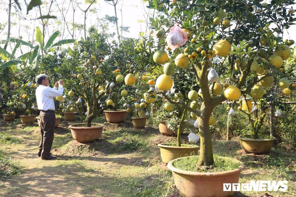 Giá của mỗi cây ngũ-thất-cửu-thập quả trong vườn nhà ông Giáp dao động từ 1,5-10 triệu đồng tùy vào mỗi gốc và số quả trên cây, trừ chi phí mỗi vụ ông thu về 500-600 triệu đồng.