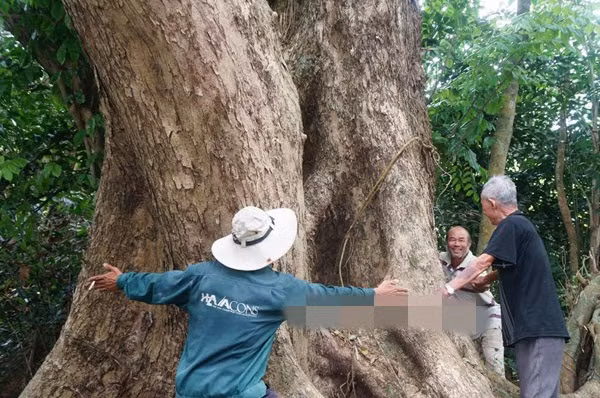 Gốc cây to, nhiều người ôm không xuể. Ảnh: Dân Việt.