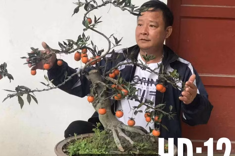 Đáng chú ý, cây hồng đá có thể chơi quả 8 tháng từ tháng 8 đến hết tháng 3 dương lịch. Ảnh: FB Lê Minh Maphaco.