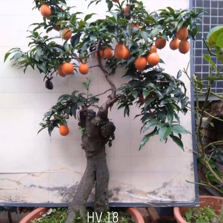 Cây hồng đá được nghệ nhân tạo nhiều thế độc đáo khác nhau. Ảnh: FB Lê Minh Maphaco.