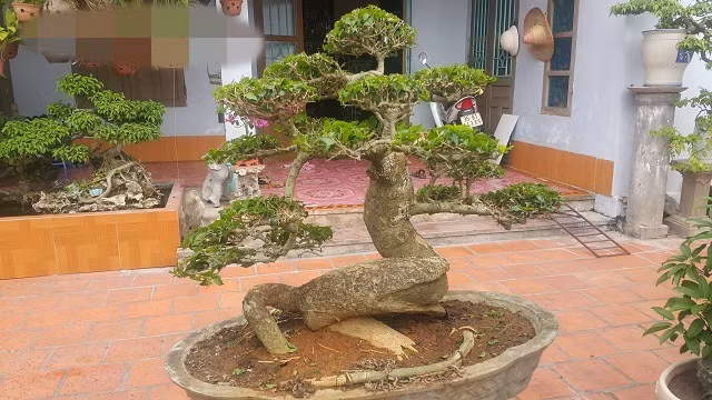 Cây duối có thân bệ xù xì và tuổi đời hơn 50 năm. Ảnh: Dân Việt.