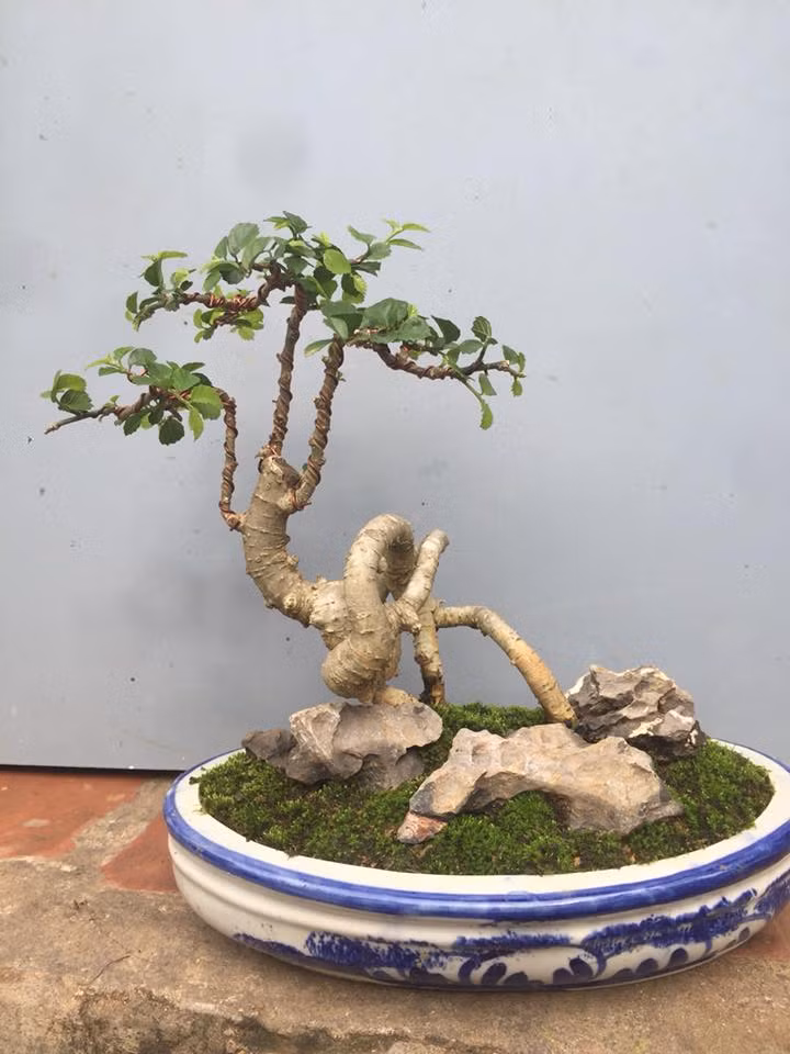 Cây phân cành thành nhiều nhánh và cứng cáp. Ảnh: FB Đỗ Thủy.