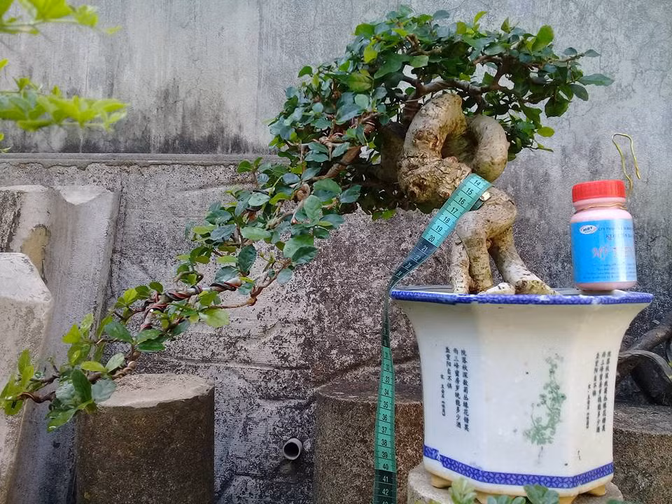 Duối để bàn dáng thác đổ. Ảnh: FB Le Van Cuong.