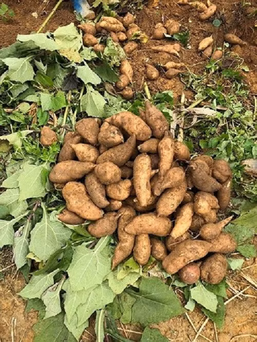 Sâm khoai còn có tên gọi là Địa Tàng Thiên, sâm đất được trồng ở vùng núi cao Y Tý, huyện Bát Xát, tỉnh Lào Cai. Ảnh: Người tiêu dùng.