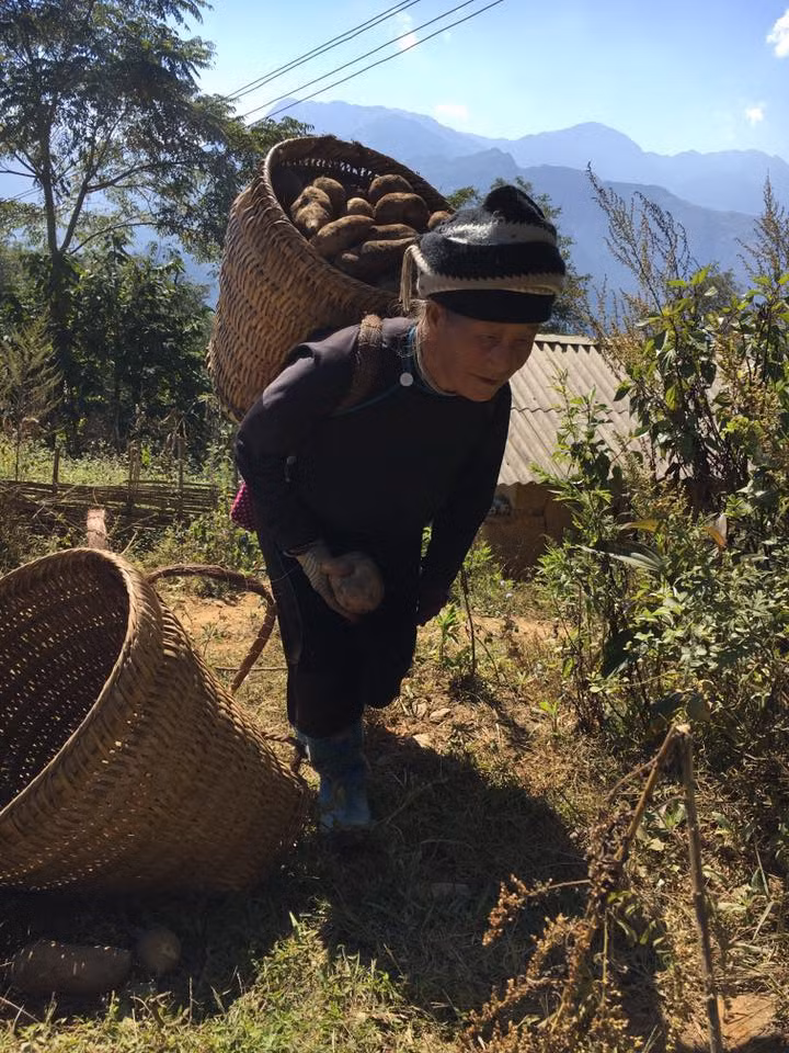 Khoảng cuối tháng 10, đầu tháng 11 là người dân các xã thuộc huyện Bát Xát bắt đầu thu hoạch sâm khoai. Ảnh: FB Thom Nguyen Hong.