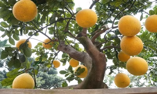 Ngoài dáng độc, cây bưởi còn sai lúc lỉu quả vàng, trông thích mắt. Ảnh: Đời sống pháp lý.