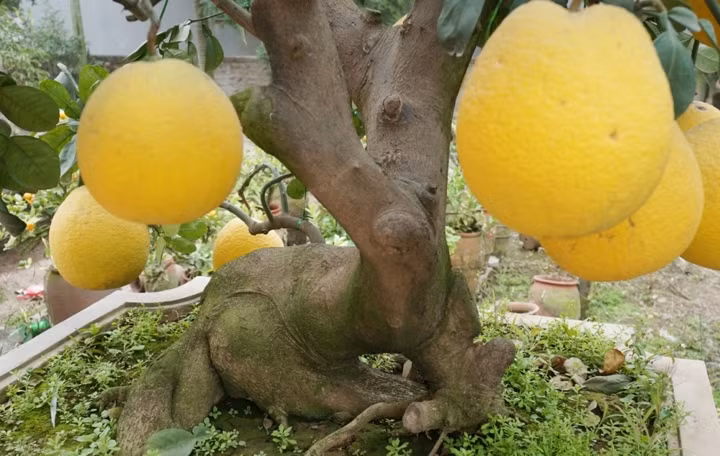 Cây bưởi cổ thụ có đủ phần "chân trước" và "đùi trâu". Ảnh: Đời sống pháp lý.