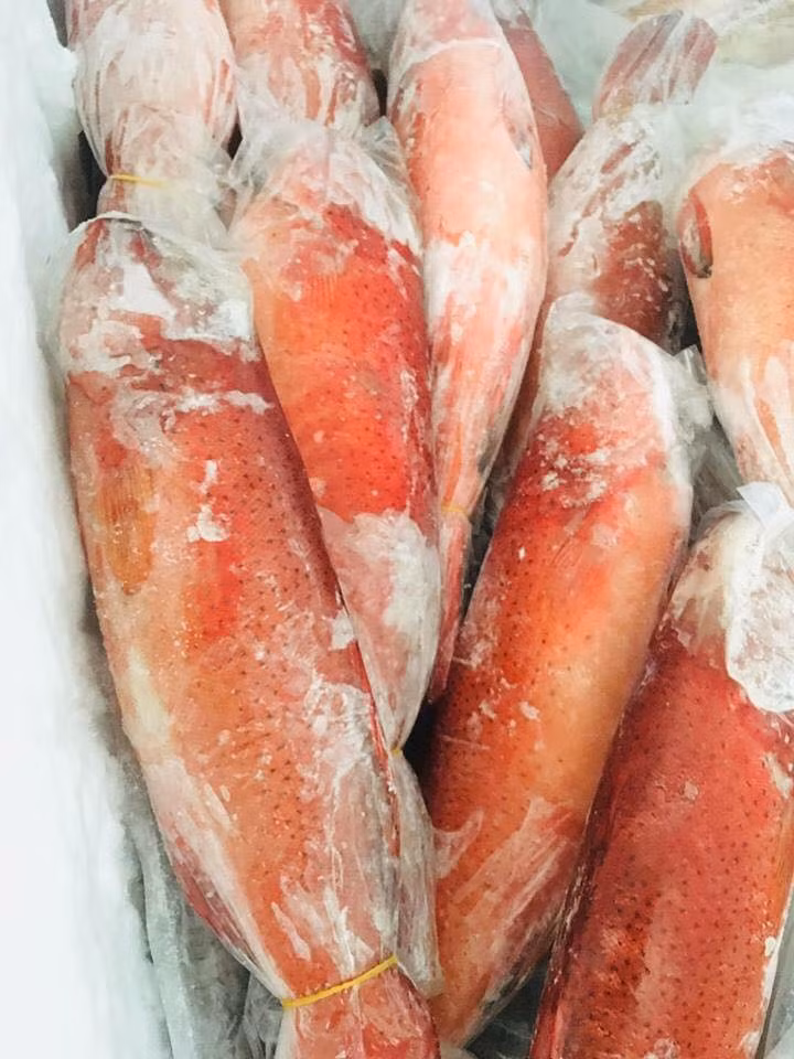 Cá mú đỏ tuy đắt nhưng các bộ phận từ đầu, thịt, xương, da, đuôi đều có thể chế biến thành những món rất độc đáo. Ảnh: FB Nguyễn Tươi.