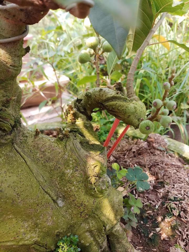 Cùng với quả, cây sung còn gây ấn tượng bởi những u sần mang nét cổ kính. Ảnh: FB Khuyen Tran.