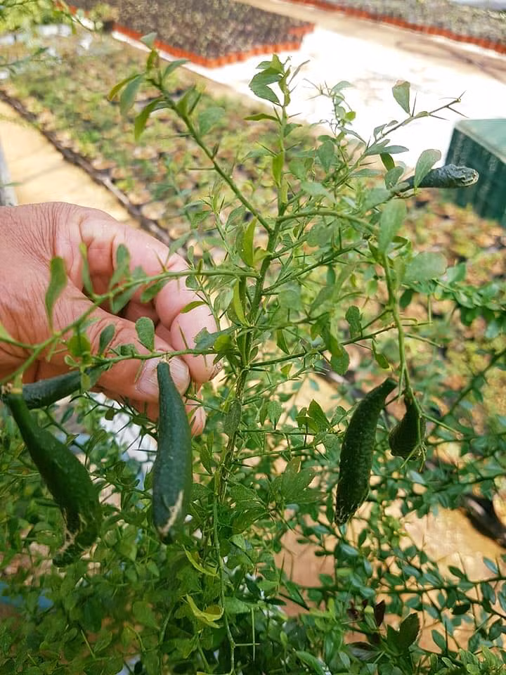 Cây chanh có quả bói giá từ 3,5 - 5 triệu đồng/cây. Cây có quả cao khoảng 1m, đã ra nhiều vụ giá có thể lên tới 15 - 20 triệu đồng/cây. Ảnh: Vuonhoanongnghiep.