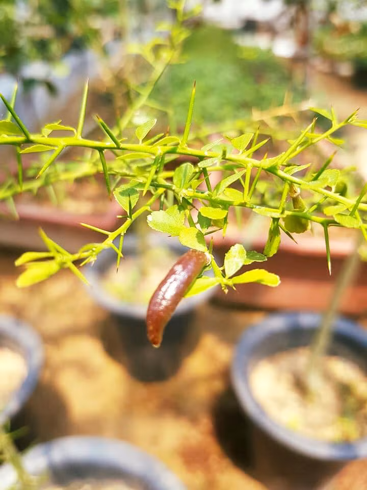 Quả chanh có hình trụ, dài 4-8 cm. Ảnh: Vườn hoa nông nghiệp.