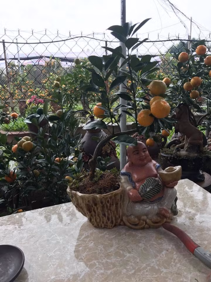 Quất bonsai kèm tượng Phật Di Lặc cầu may mắn. Ảnh: FB nguyễn minh tiến.