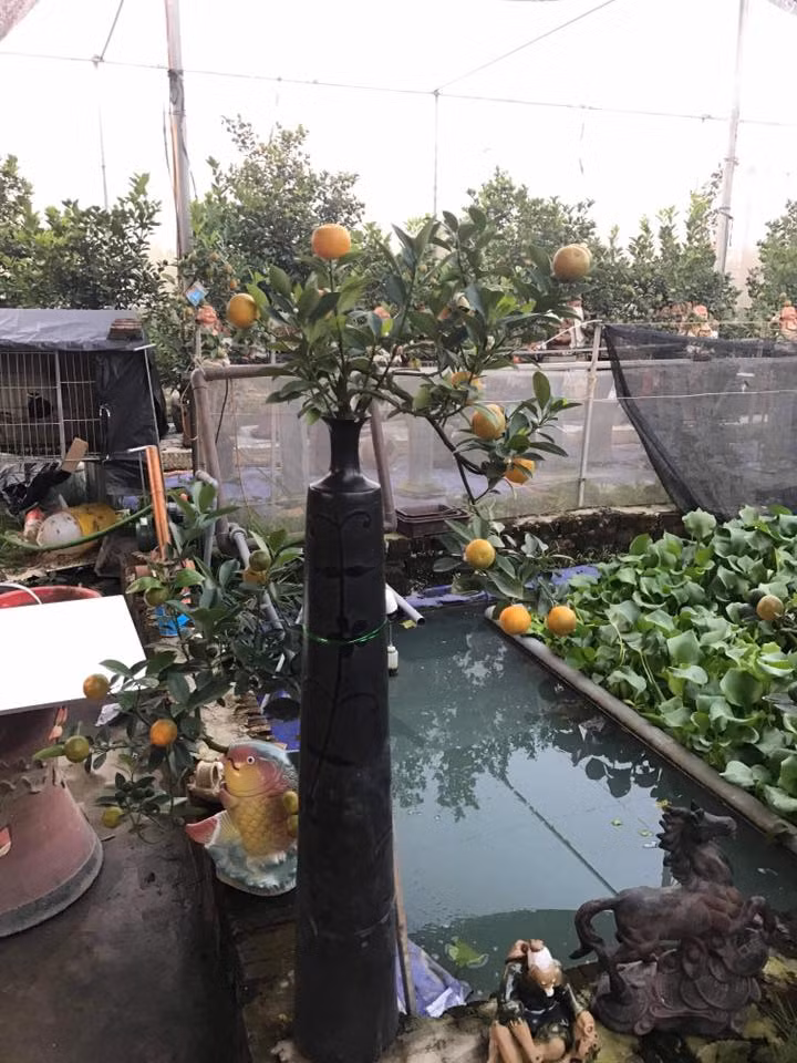 Chậu quất cảnh độc đáo dáng huyền. Ảnh: FB nguyễn minh tiến.
