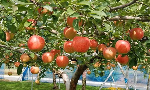 Nhờ thổ nhưỡng và cách chăm sóc riêng mà các loại táo ở Yamanashi có thịt giòn. Ảnh: Japan Fruits.