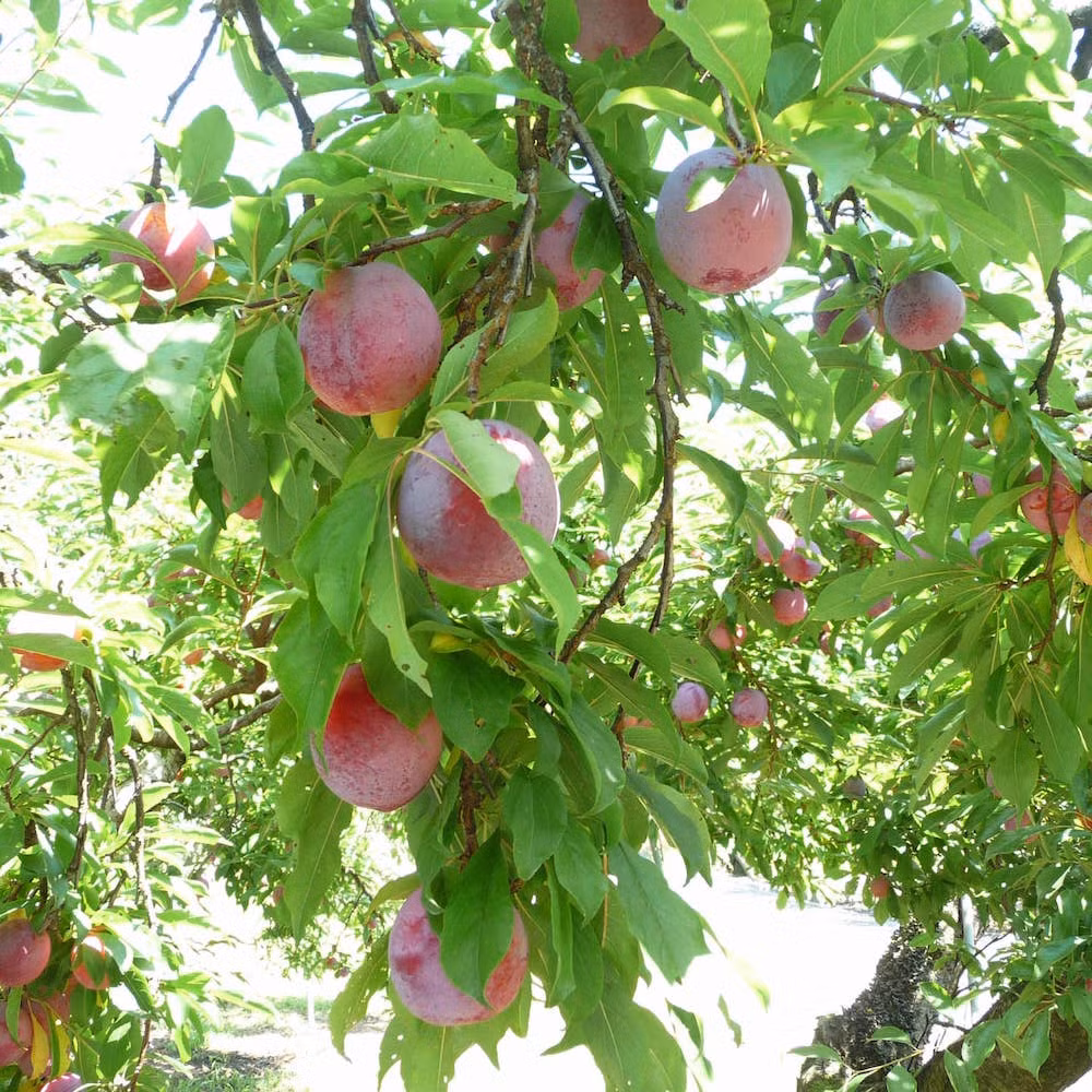 Đặc biệt, từ tháng 5 đến cuối tháng 11 là mùa của những cây ăn trái như: dây tây, cherry, anh đào, nho, táo, việt quất, hồng, lê…Ảnh: Hokuohkurashi.