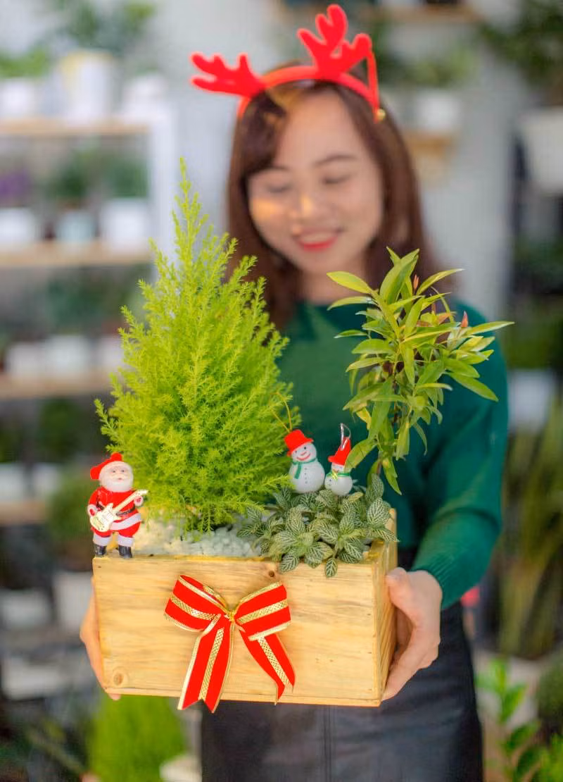 Theo khảo sát của VNN, cây tùng tuyết cao khoảng 80cm, trồng trong chậu sứ, giá dao động từ 600.000-700.000 đồng/cây. Ảnh: Vietnamnet.