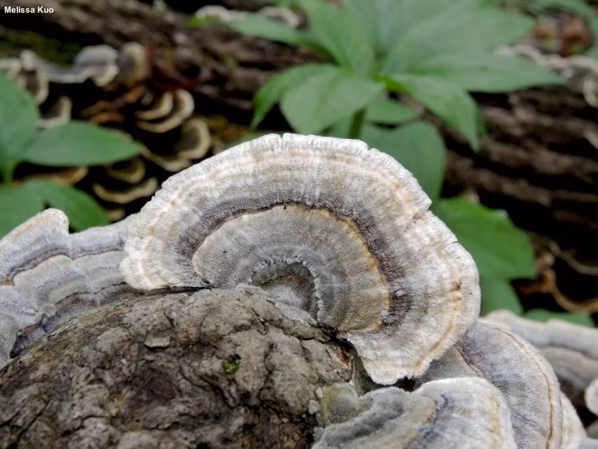 Trên bề mặt nấm có phủ một lớp lông mịn. Ảnh: MushroomExpert.