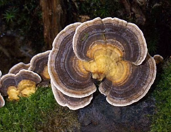 Nấm vân chi mọc theo hình tròn đồng tâm trên những thân cây khô đã chết. Ảnh: First Nature.