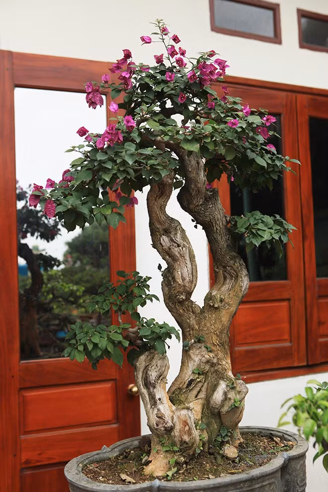 Cây hoa giấy dáng mẫu tử. Ảnh: Dân Việt.