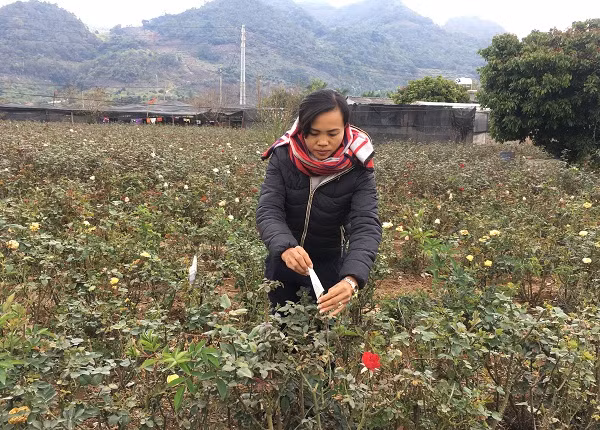 Không chỉ cho thu nhập hàng trăm triệu, vườn hồng của chị Bảy còn tạo công ăn việc làm cho 15 - 20 lao động tại địa phương. Ảnh: Nongnghiep.