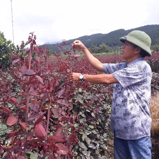 Ông Tỉnh được biết đến là người đầu tiên trồng hoa hồng với quy mô lớn ở tỉnh Lai Châu. Ảnh: Dân Việt.