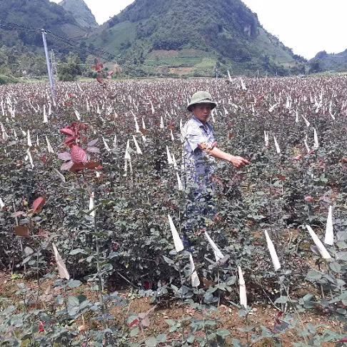 Theo nguồn tin trên báo Dân Việt, mỗi năm vườn hoa hồng của ông Tỉnh cho thu từ 5-7 lứa hoa, cho doanh thu trên dưới 2 tỷ đồng. Ảnh: Dân Việt.