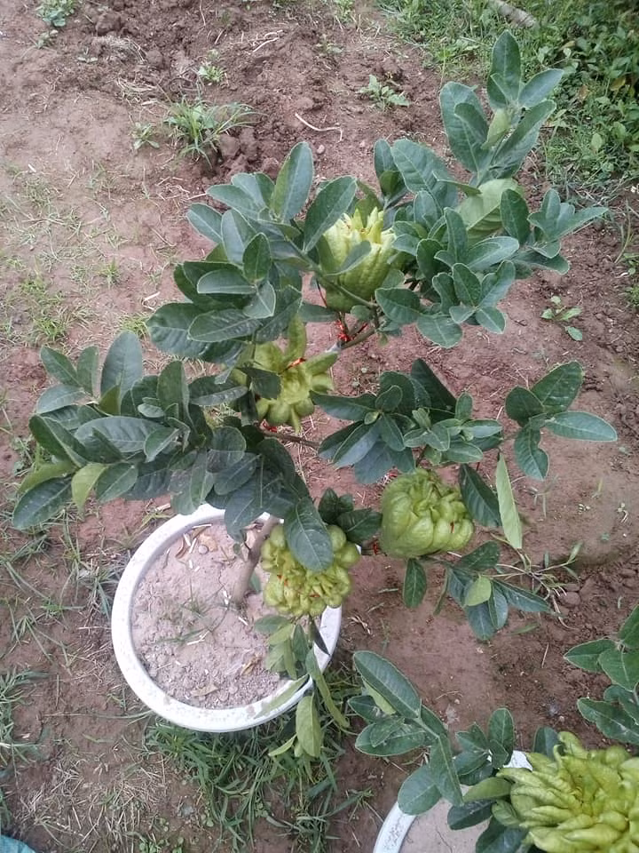 Cùng với đào, quất, mai...phật thủ cũng được nhiều gia đình chuộng để trưng nhà dịp Tết. Năm nay, một số nhà vườn tung ra thị trường nhiều chậu bosai phật phủ mini rất đẹp mắt. Ảnh: Phật thủ bonsai.