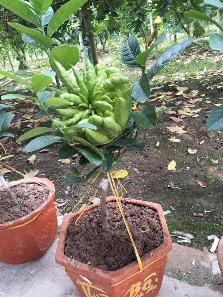 Có những gốc phật thủ chỉ 1 trái duy nhất cũng thu hút khách hàng. Ảnh: FB Đỗ Hằng.