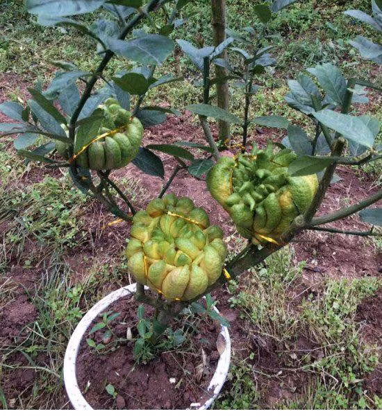 Phật thủ mini được khách hàng ưa chuộng bởi giá bán mềm hơn loại to và phong phú về chủng loại. Ảnh: FB Phatthubonsai.
