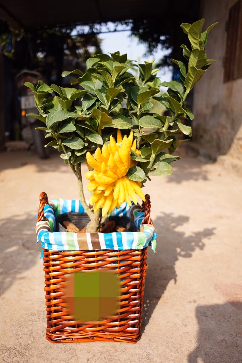 Để tăng thêm sự sang trọng, chủ vườn còn đặt phật thủ vào trong một chiếc giỏ xinh xắn. Ảnh: Phatthutaman.