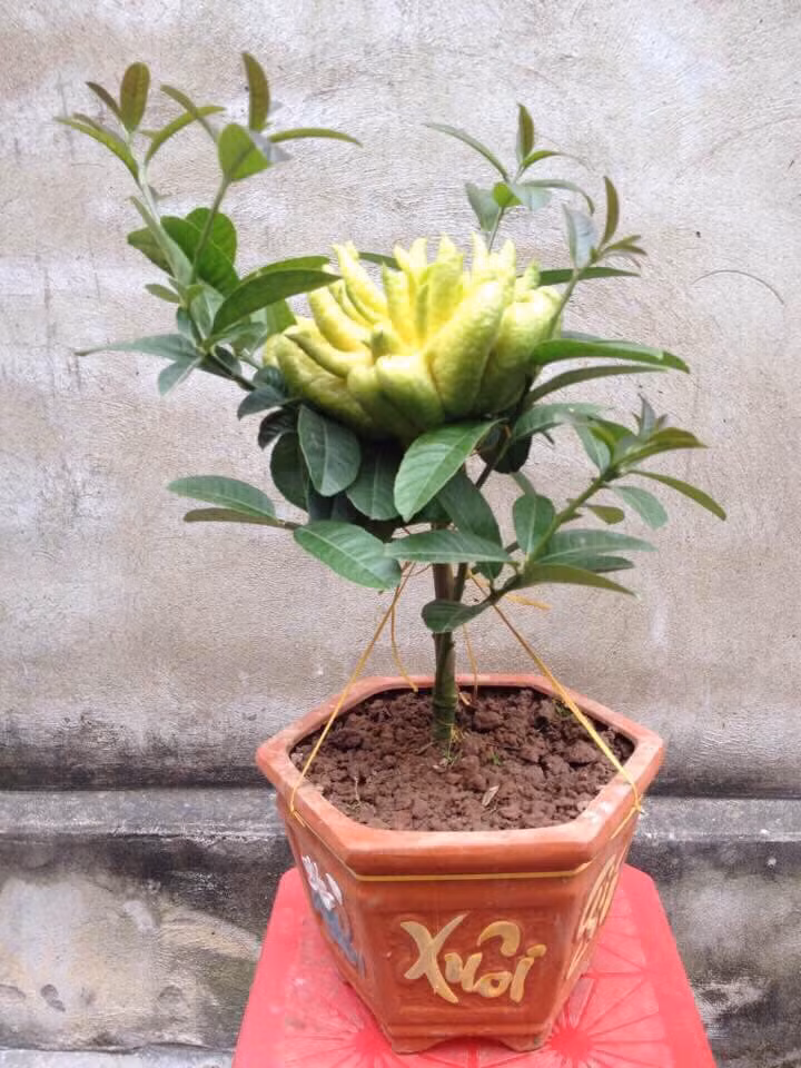 Nhiều chủ vườn sẵn sàng đặt theo yêu cầu của khách như cây có 3 hay 5, 7 quả. Ảnh: FB HiỀN Babie.