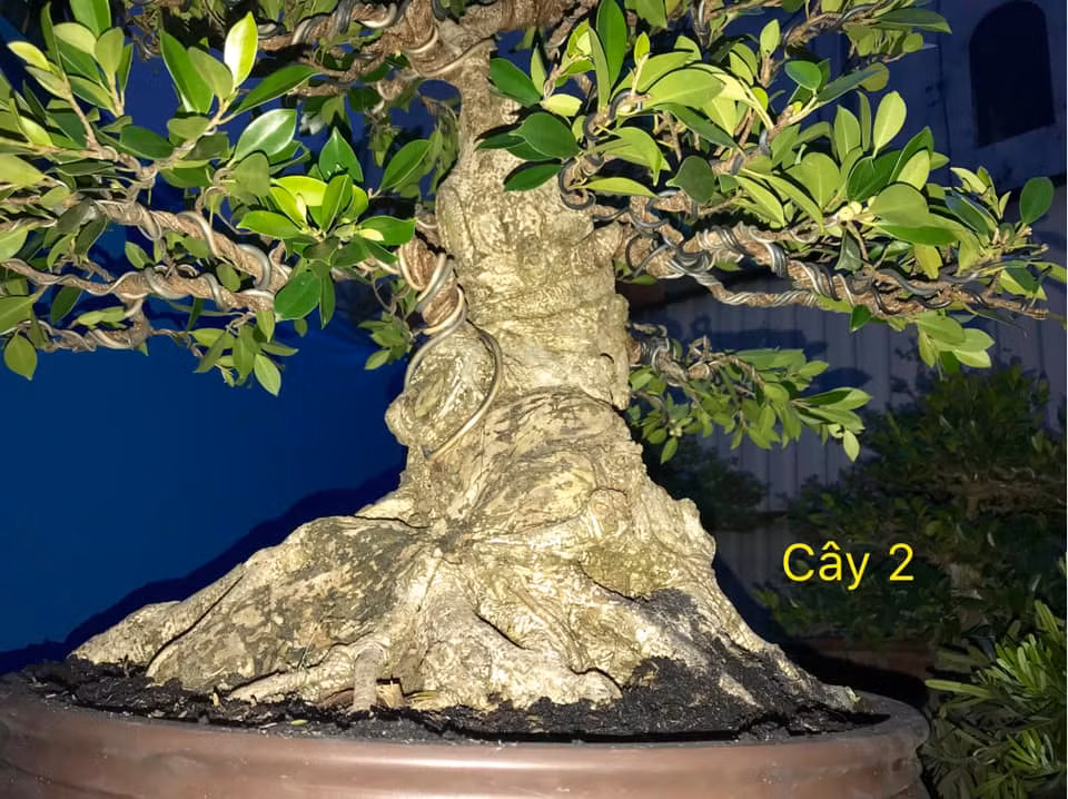Mới đây, trên thị trường cây cảnh Tết 2019 xuất hiện cây si bông Đài Loan khá độc đáo. Ảnh: Bonsai Duyên.