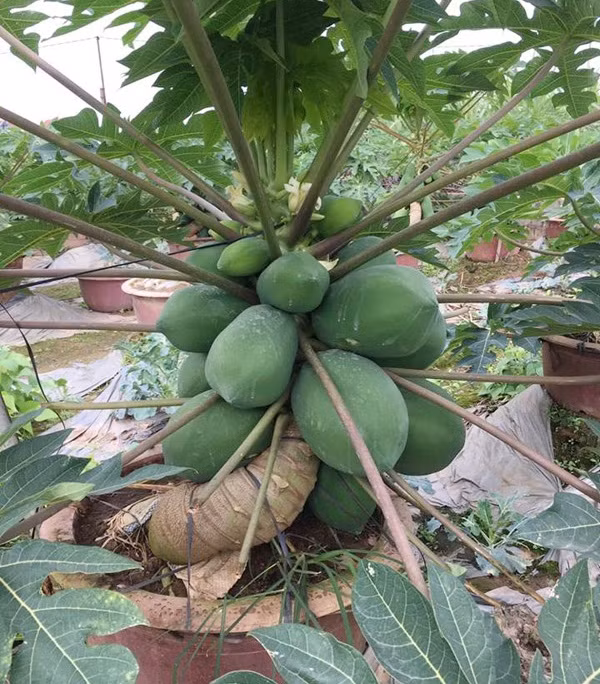 Chậu đu đủ chi chít quả trị giá từ vài triệu đến cả chục triệu đồng. Ảnh: Dân Việt.