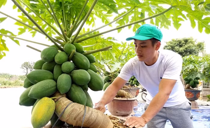 Đu đủ thể hiện cuộc sống đầy đủ, bền vững nên khách tìm mua đu đủ bonsai về chưng trong nhà hoặc quà biếu Tết ngày càng nhiều. Ảnh: Dân Việt.