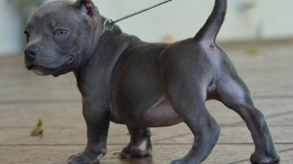 Giống chó Pitbull nhập từ Thái Lan, có đầy đủ giấy tờ thường có giá từ 10 - 20 triệu đồng. Ảnh: Animalso.