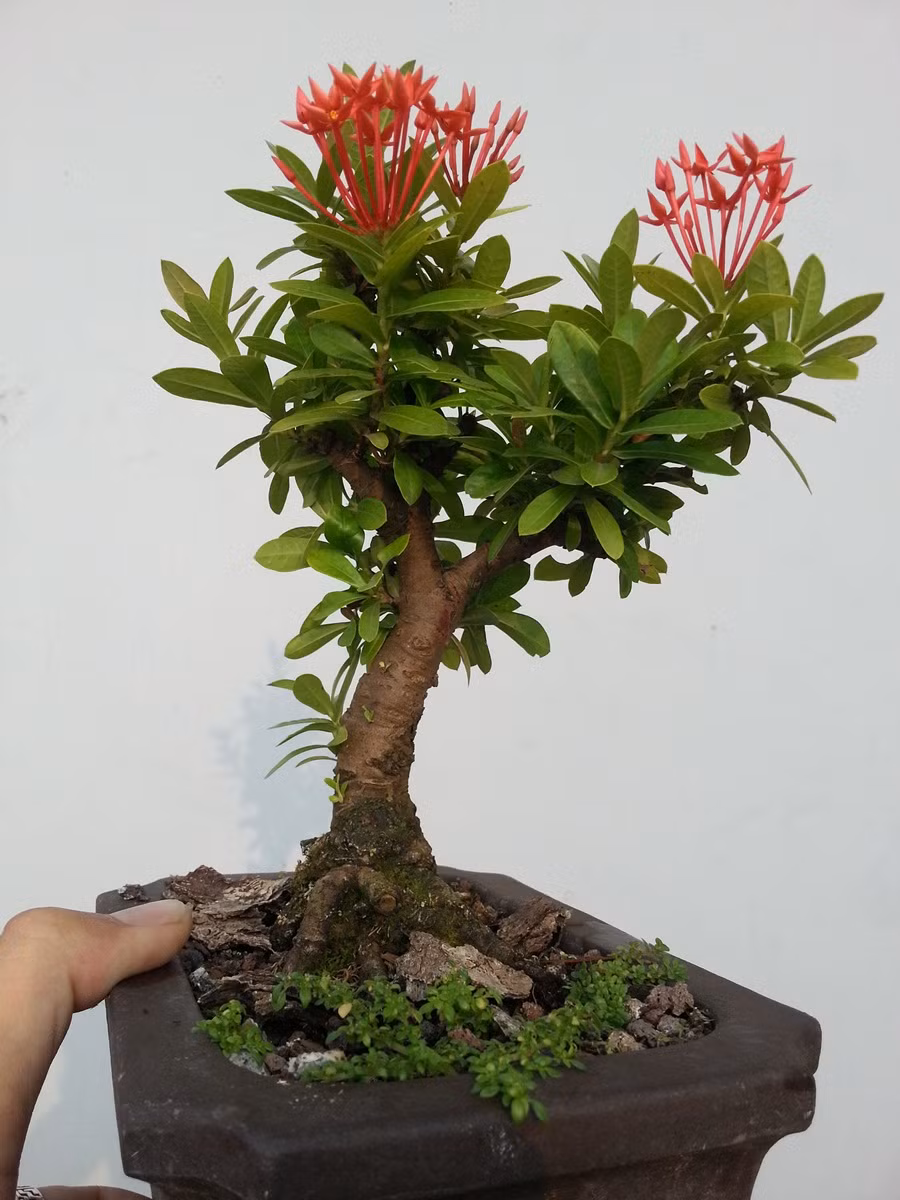 Mẫu đơn đỏ lá nhỏ có thân uốn lượn đẹp mắt. Ảnh: Lakimhanoi.