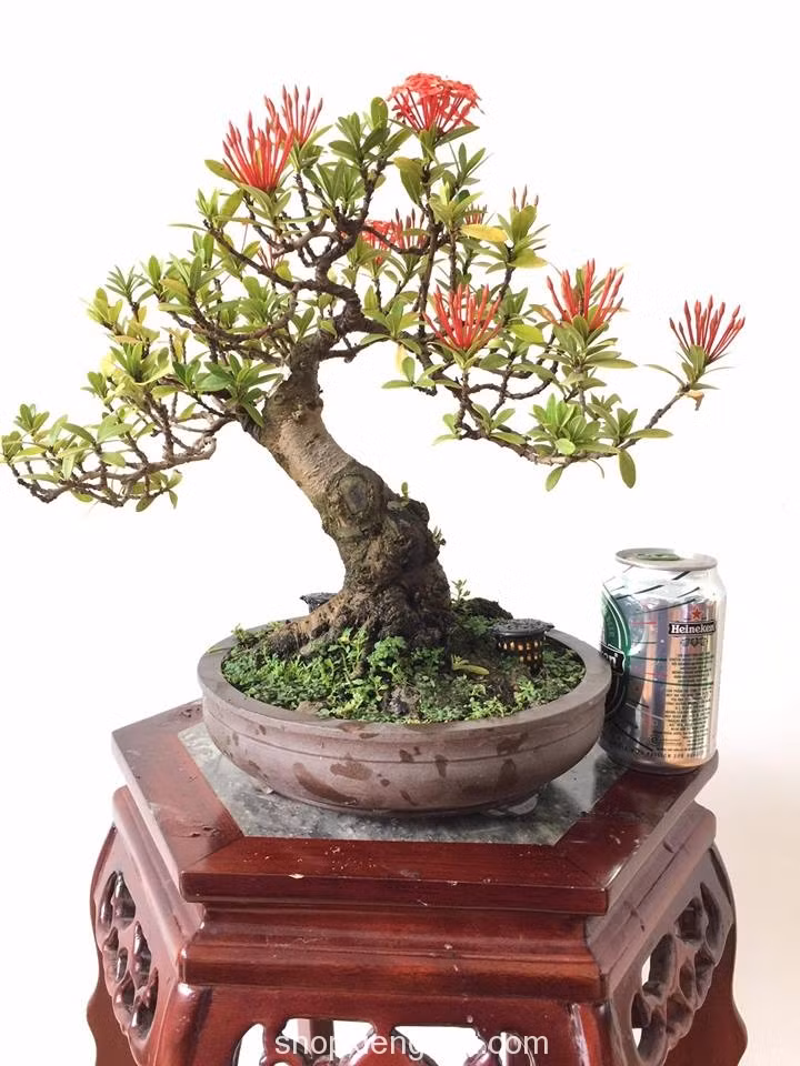 Mẫu đơn đỏ cao 30cm, hoành thân 18cm đẹp mê ly. Ảnh: Shopkiengviet.