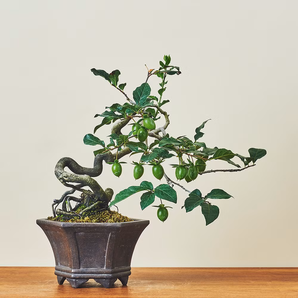 Màu xanh của quả hồng khi chưa chín cũng mang đến vẻ đẹp độc lạ cho chậu cảnh. Ảnh: KIDORI.